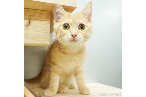 成約済の千葉県のマンチカン-75840の6枚目